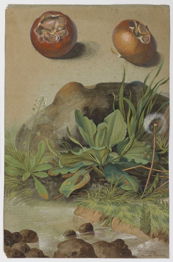 Jean-Louis PRÉVOST - Two Medlars and Wild Plants by a Stream | MasterArt